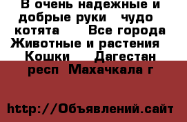 В очень надежные и добрые руки - чудо - котята!!! - Все города Животные и растения » Кошки   . Дагестан респ.,Махачкала г.